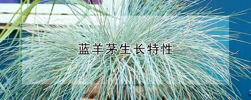 藍羊茅生長特性