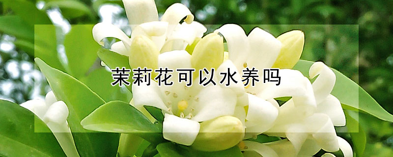 茉莉花可以水養(yǎng)嗎