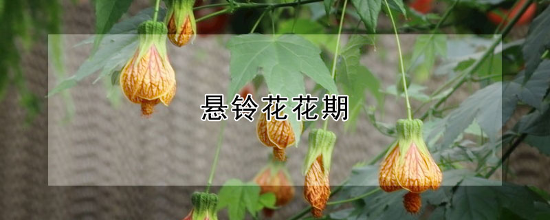 懸鈴花花期