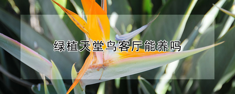 綠植天堂鳥客廳能養(yǎng)嗎