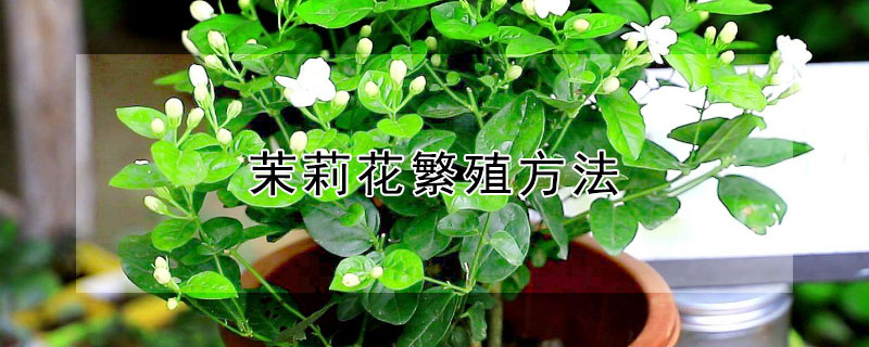 茉莉花繁殖方法