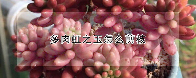 多肉虹之玉怎么剪枝