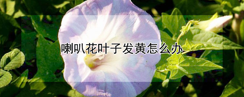 喇叭花葉子發(fā)黃怎么辦