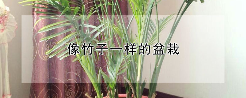 像竹子一樣的盆栽