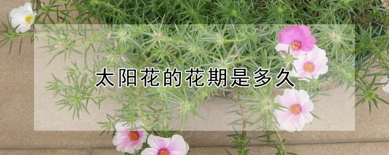 太陽(yáng)花的花期是多久