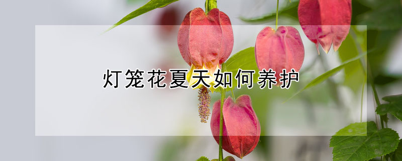 燈籠花夏天如何養(yǎng)護