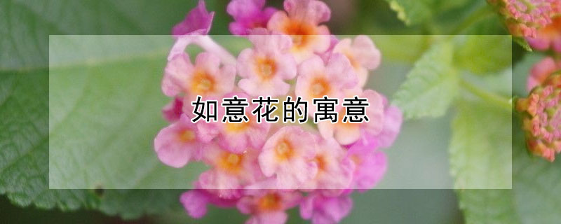 如意花的寓意