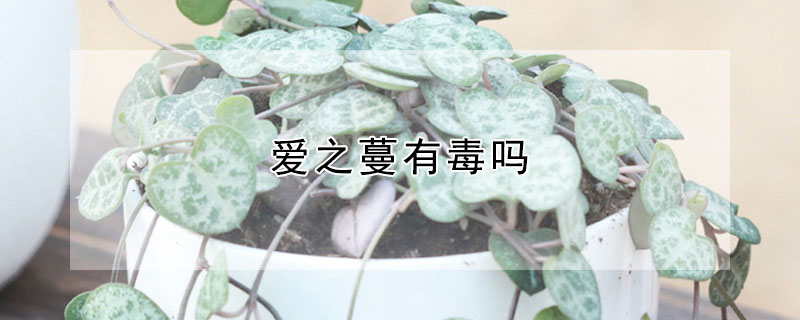 愛之蔓有毒嗎