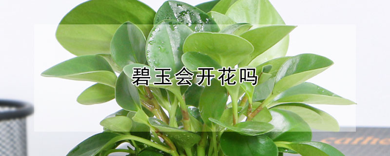 碧玉會(huì)開花嗎