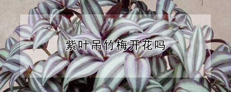 紫葉吊竹梅開花嗎