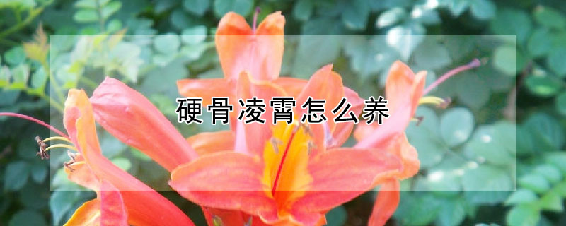 硬骨凌霄怎么養(yǎng)