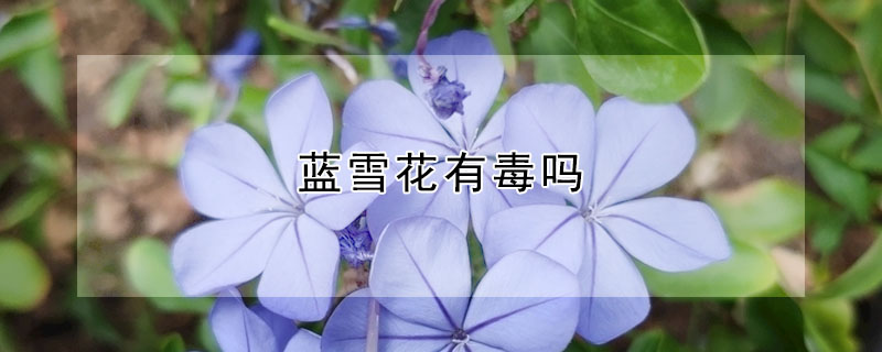 藍雪花有毒嗎