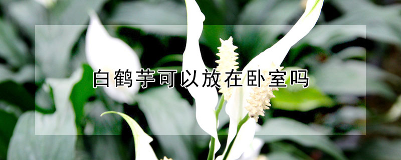 白鶴芋可以放在臥室嗎