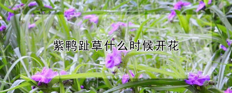 紫鴨趾草什么時候開花