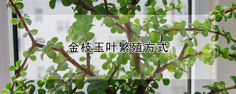 金枝玉葉繁殖方式