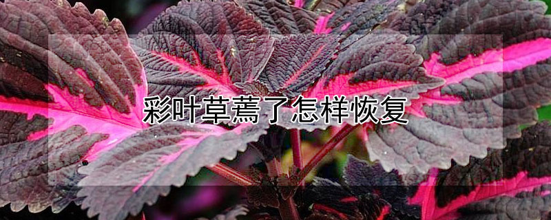 彩葉草蔫了怎樣恢復(fù)