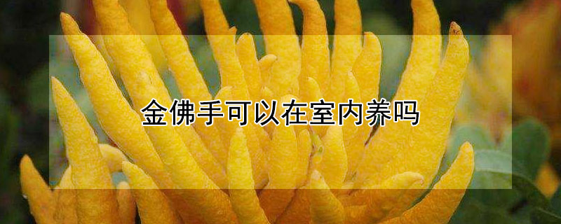 金佛手可以在室內養(yǎng)嗎