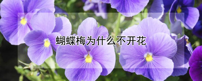 蝴蝶梅為什么不開花