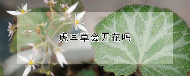 虎耳草會(huì)開花嗎