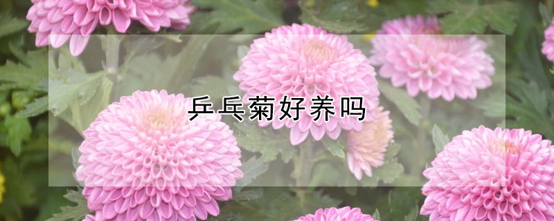 乒乓菊好養嗎