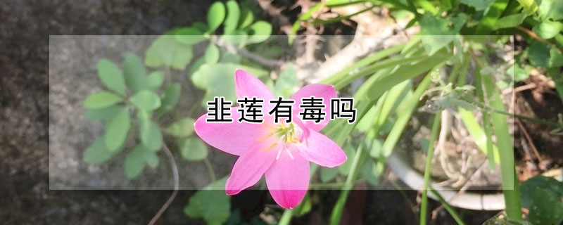 韭蓮有毒嗎