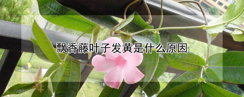 飄香藤葉子發(fā)黃是什么原因