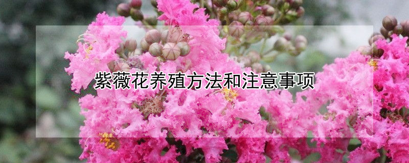 紫薇花養(yǎng)殖方法和注意事項