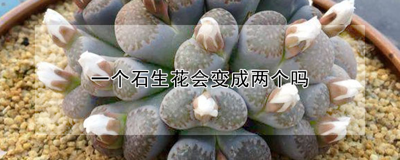 一個石生花會變成兩個嗎