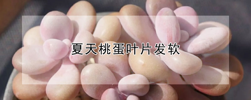 夏天桃蛋葉片發(fā)軟