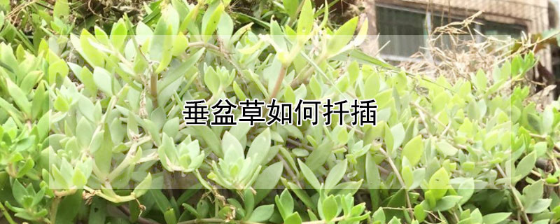 垂盆草如何扦插