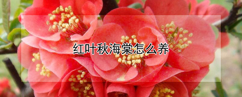 紅葉秋海棠怎么養(yǎng)