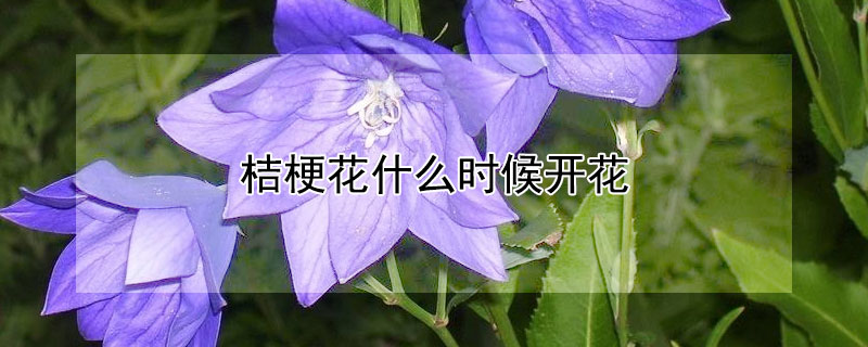 桔梗花什么時候開花