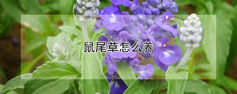 鼠尾草怎么養(yǎng)