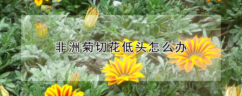 非洲菊切花低頭怎么辦