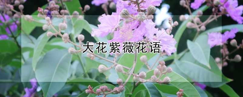 大花紫薇花語