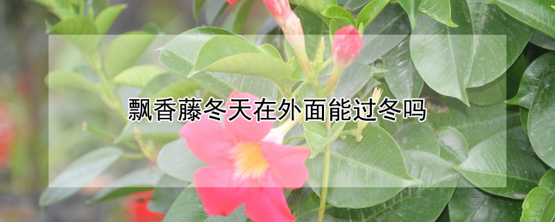 飄香藤冬天在外面能過(guò)冬嗎