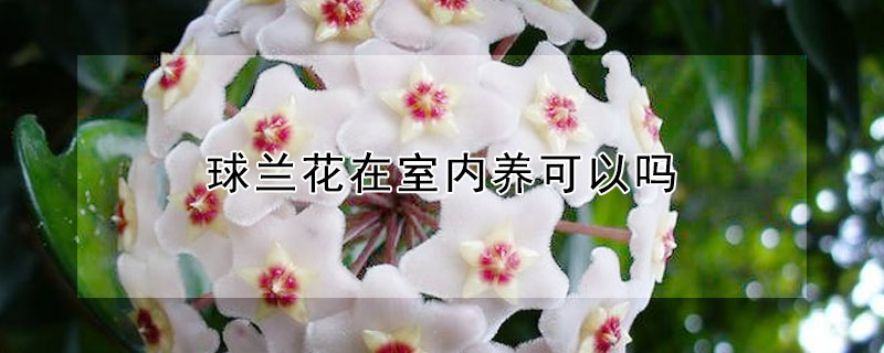 球蘭花在室內(nèi)養(yǎng)可以嗎