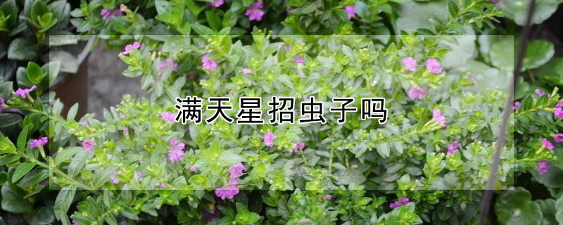 滿天星招蟲(chóng)子嗎