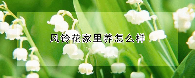 風鈴花家里養(yǎng)怎么樣