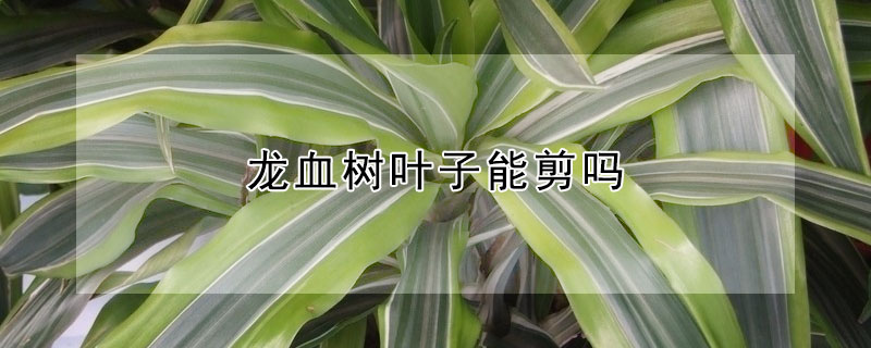 龍血樹葉子能剪嗎