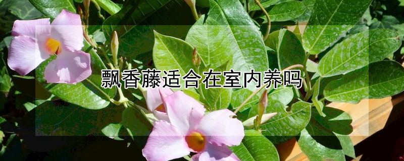 飄香藤適合在室內養(yǎng)嗎