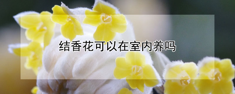 結香花可以在室內養(yǎng)嗎