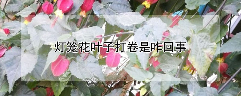 燈籠花葉子打卷是咋回事