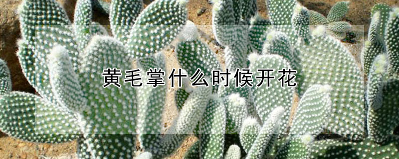 黃毛掌什么時候開花