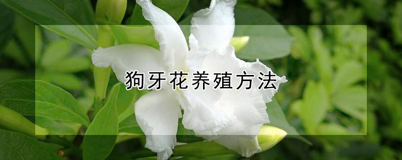 狗牙花養殖方法