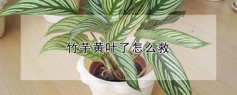 竹芋黃葉了怎么救