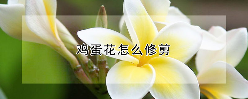 雞蛋花怎么修剪