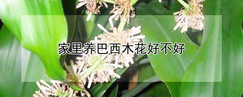 家里養巴西木花好不好