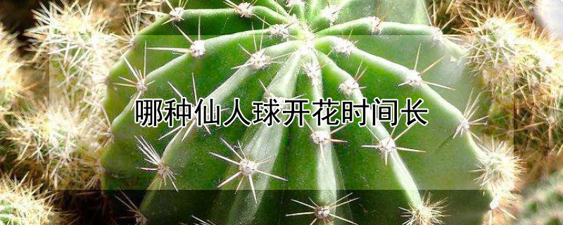 哪種仙人球開花時(shí)間長(zhǎng)