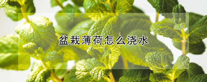 盆栽薄荷怎么澆水